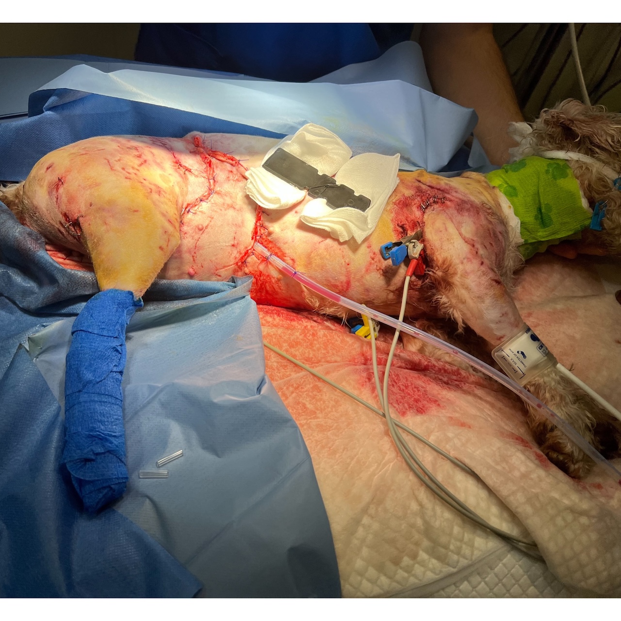 Curs avansat de urgențe, terapie intensivă și chirurgie de urgență